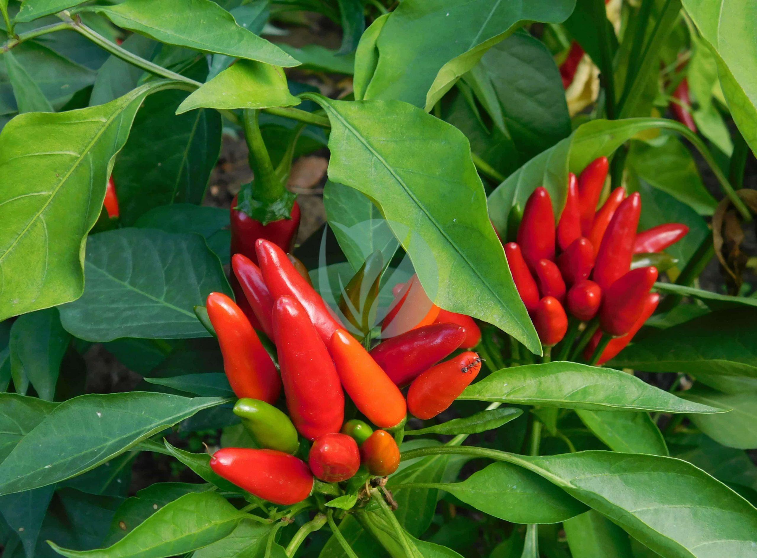 Piment – Image 2
