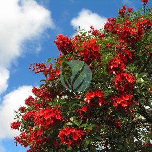 Erythrina crista-galli (crete de coq)