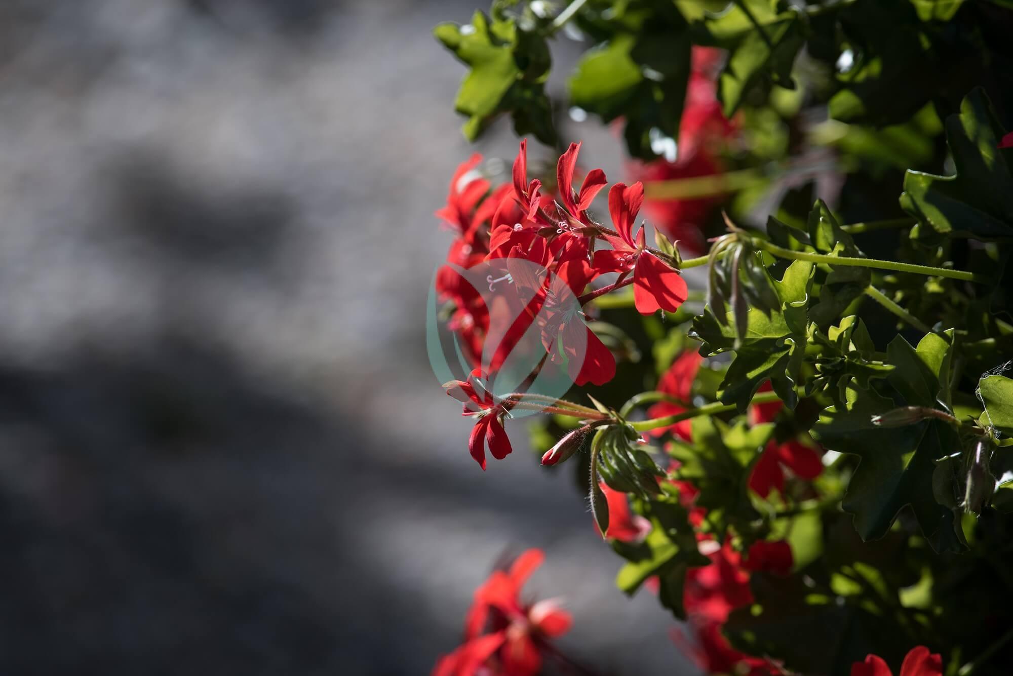 Geranium – Image 2