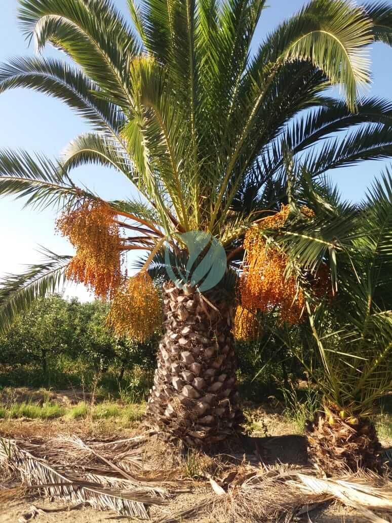 Phoenix canariensis – Image 2