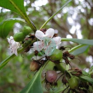 Myoporum