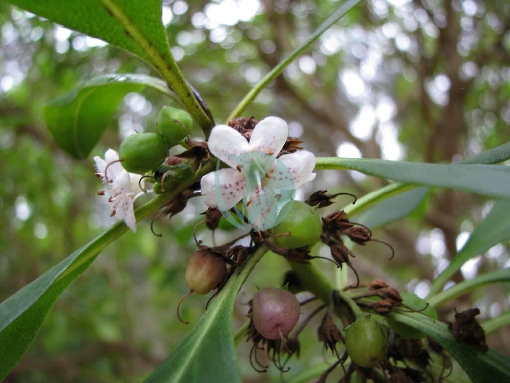 Myoporum