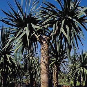 Palmier Dracaena Cordyline DRACO : 40-50 cm (C25)