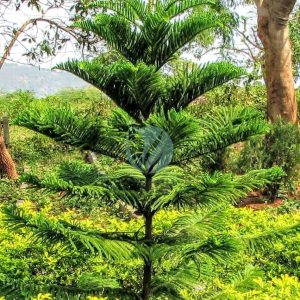 Araucaria excelsa (pin de norfolk)