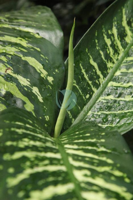 Dieffenbachia – Image 2
