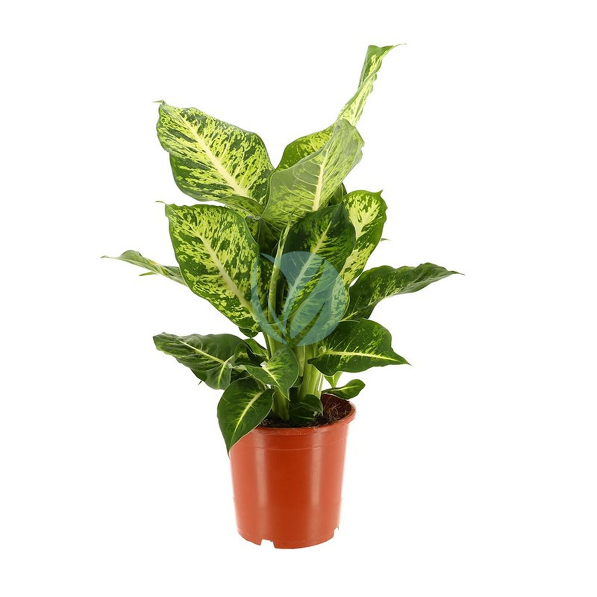Dieffenbachia