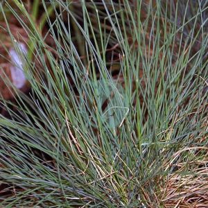 Festuca glauca