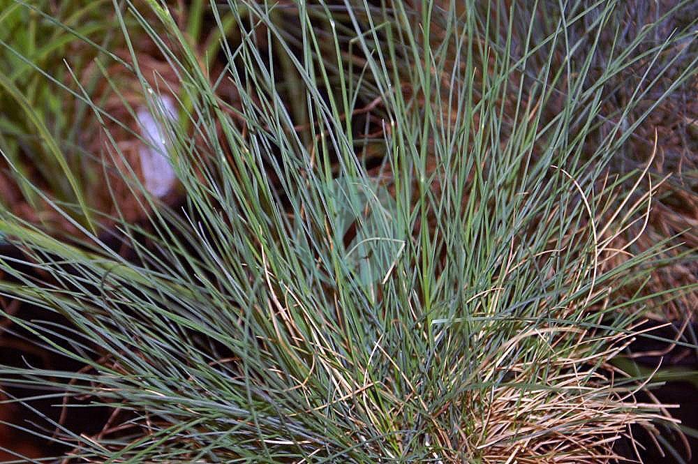 Festuca glauca