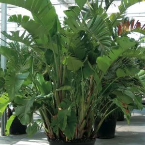 Palmier Strelitzia Augusta [Géant] (C15/18)