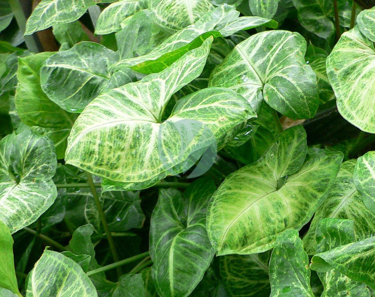 Syngonium – Image 2