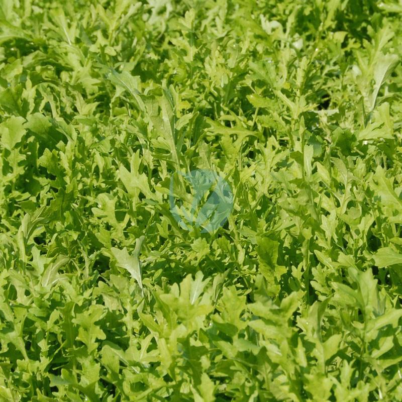 Roquette – Image 2