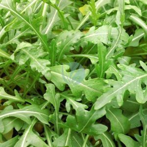 Roquette