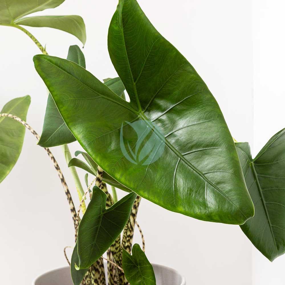 Alocasia zebrina (Tiger) – Image 2