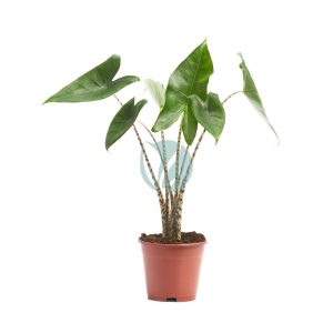 Alocasia zebrina (Tiger)
