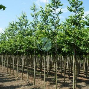 Celtis australis (micocoulier de provence)