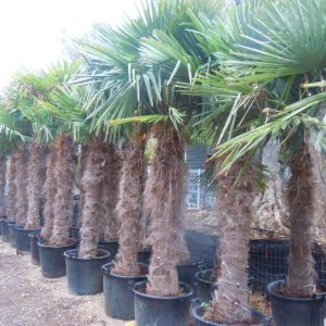 Palmier Chamaerops Excelsa – Trachycarpus Fortunei : 80-100 cm