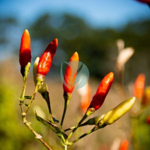 Piment