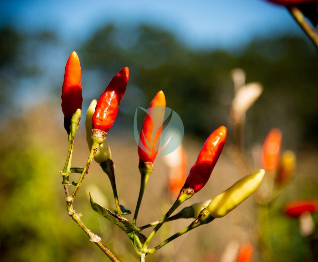 Piment