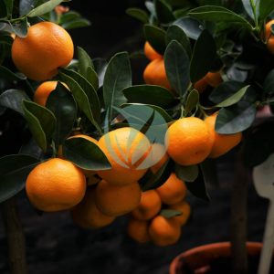 Clementinier (citrus clementina)