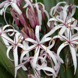 Crinum angustum (étroit)