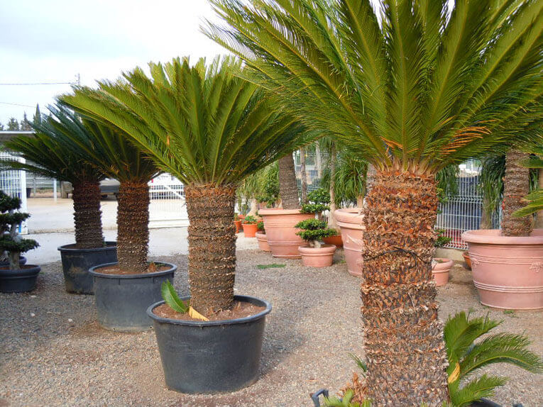 Palmier Cycas Revoluta : Ø60/80 (C15) – Image 2
