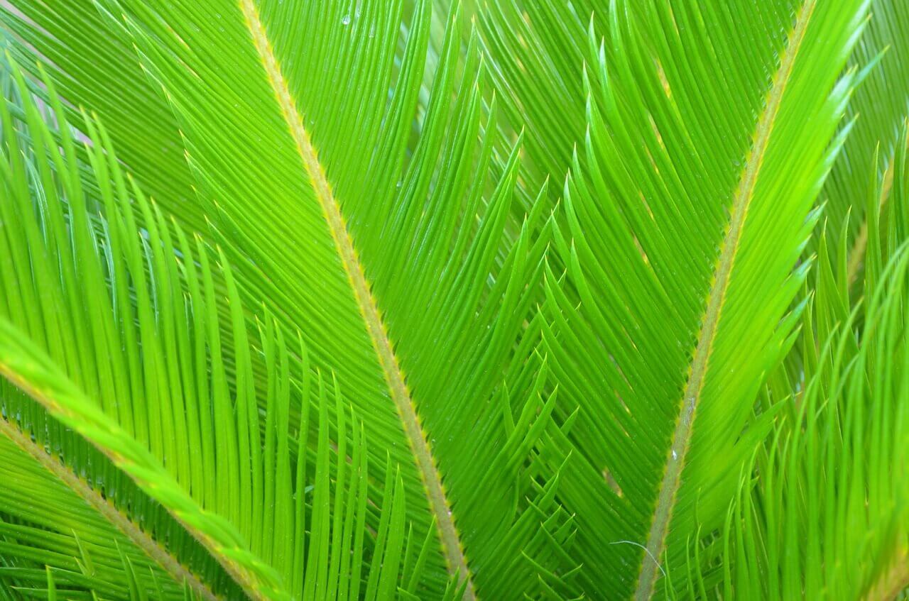 Palmier Cycas Revoluta : Ø60/80 (C15) – Image 4