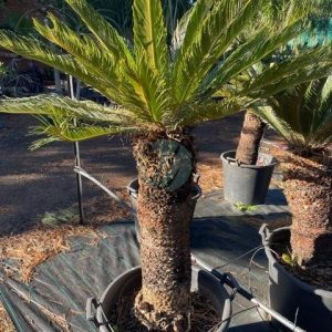 Cycas thouarsii