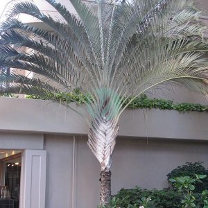 Dypsis decaryi (palmier triangle)