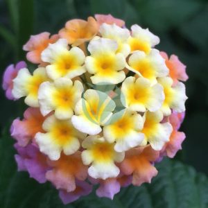 Lantana