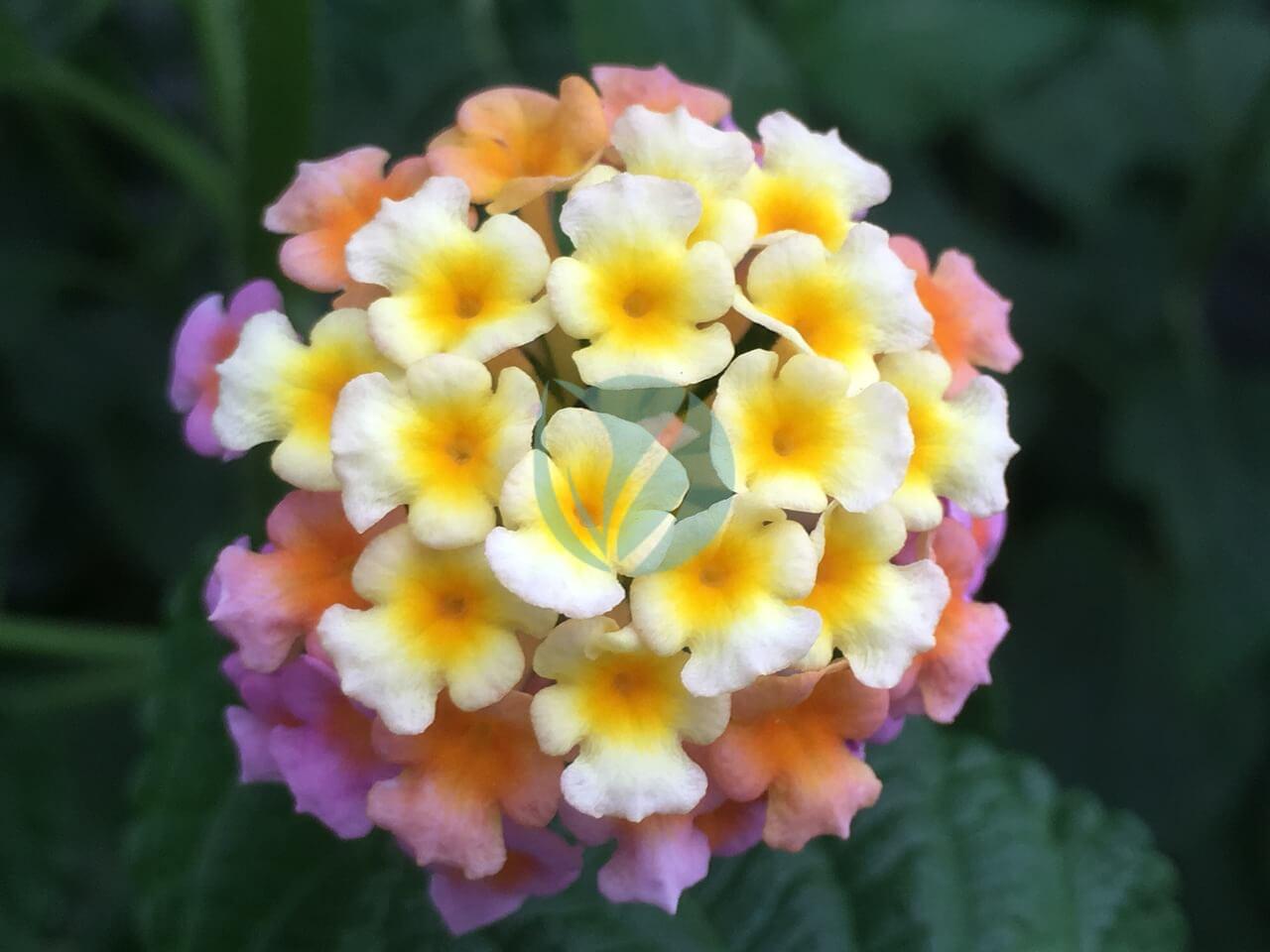 Lantana