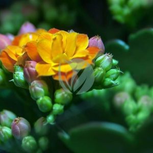 Kalanchoe