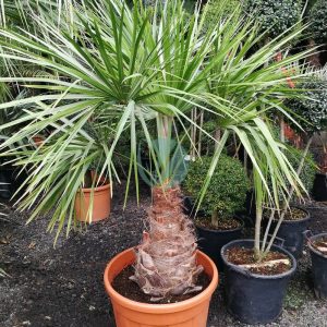 Livistona decipiens (latanier pleureur)