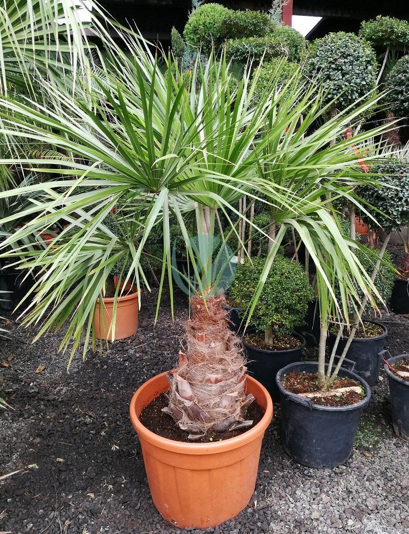 Livistona decipiens (latanier pleureur)
