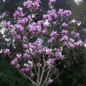 Magnolia soulangeana