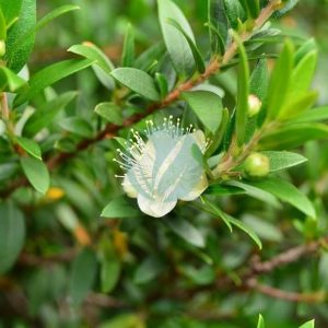 Myrte (Myrtus communis)