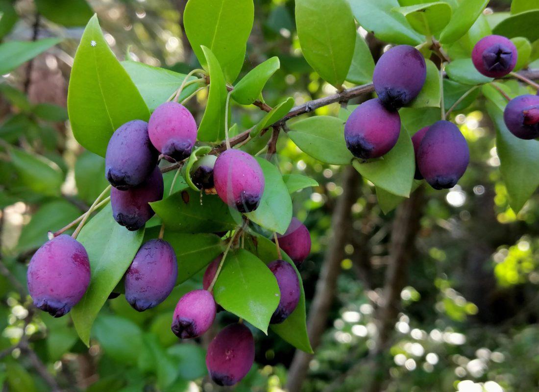 Myrte (Myrtus communis) – Image 2