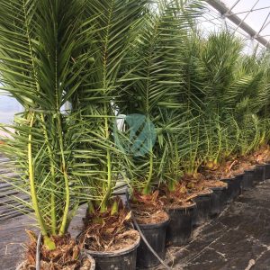 Phoenix canariensis