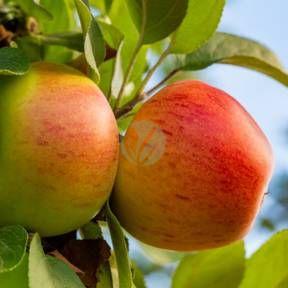 Pommier Hana – Image 2
