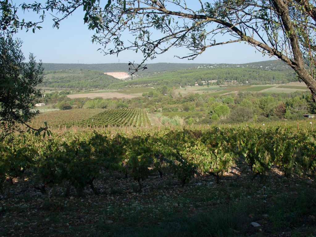 Le chemin des rêves – Gueule de Loup – 2016 – Pic Saint Loup – AOP – 75cl – Image 3