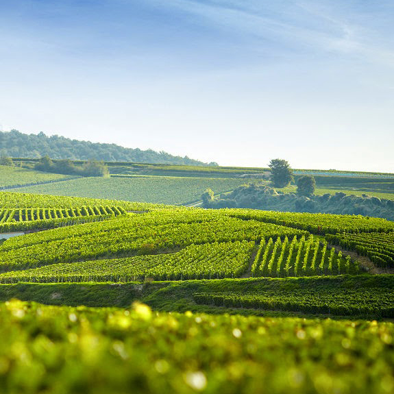 Clos Bagatelle – A l’Origine 2019 – Saint Chinian AOC – Image 3