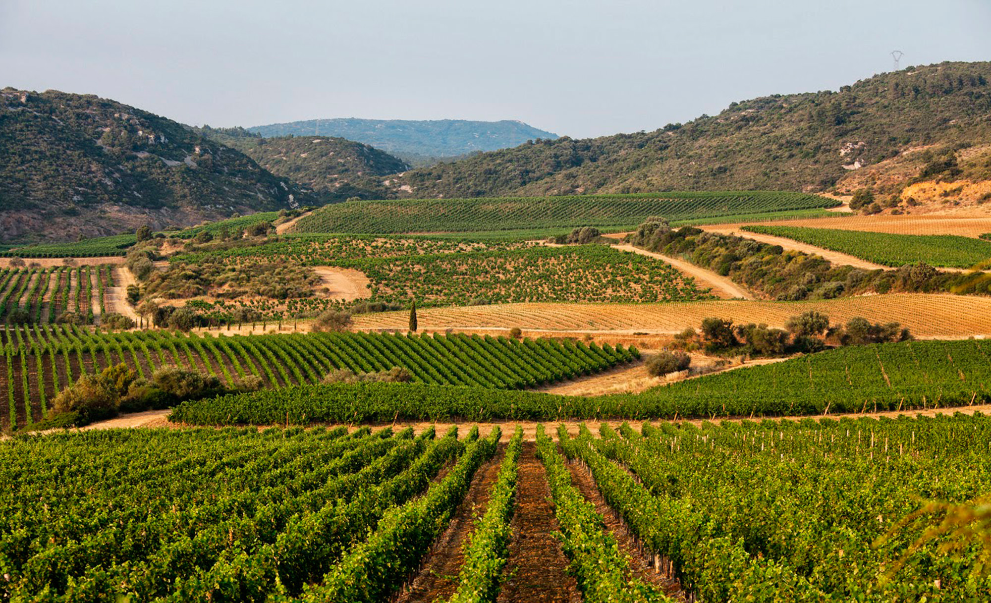 Château de Lastours – La Bergerie de Lastours 2019 – Vin blanc – AOC Languedoc – Image 2
