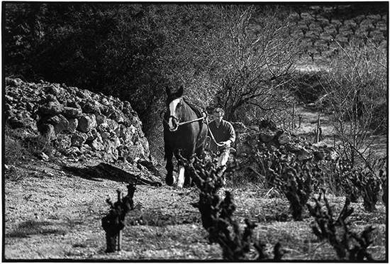 Borie de Maurel-Esprit d’Automne 2019-Vin rouge-Minervois AOC – Image 4