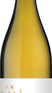 Domaine Ortola – Or Blanc 2016 – Vin blanc – AOC Languedoc