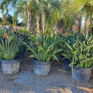 Palmier Strelitzia Reginae – Oiseau du Paradis (LV12)