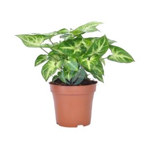 Syngonium