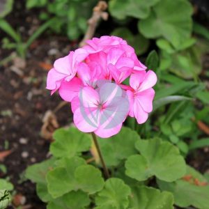 Geranium