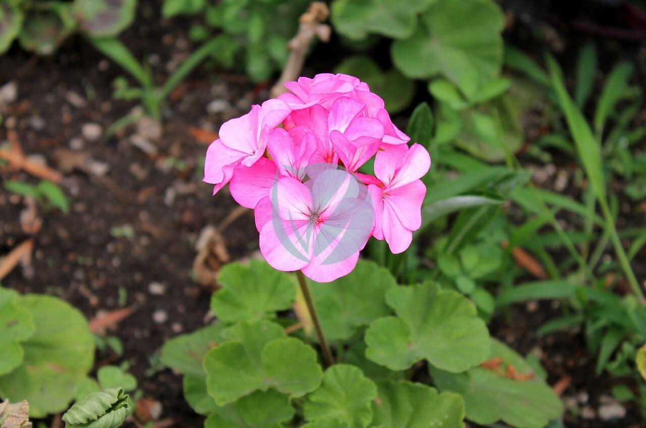 Geranium
