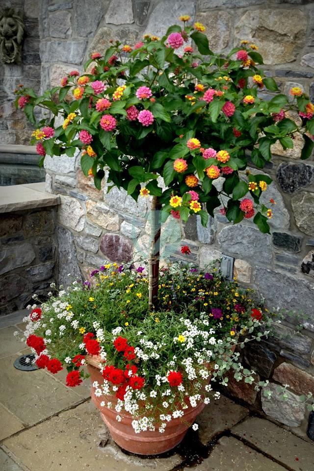 Lantana – Image 4