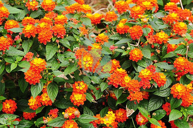 Lantana – Image 5