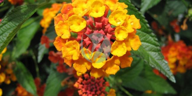 Lantana – Image 3